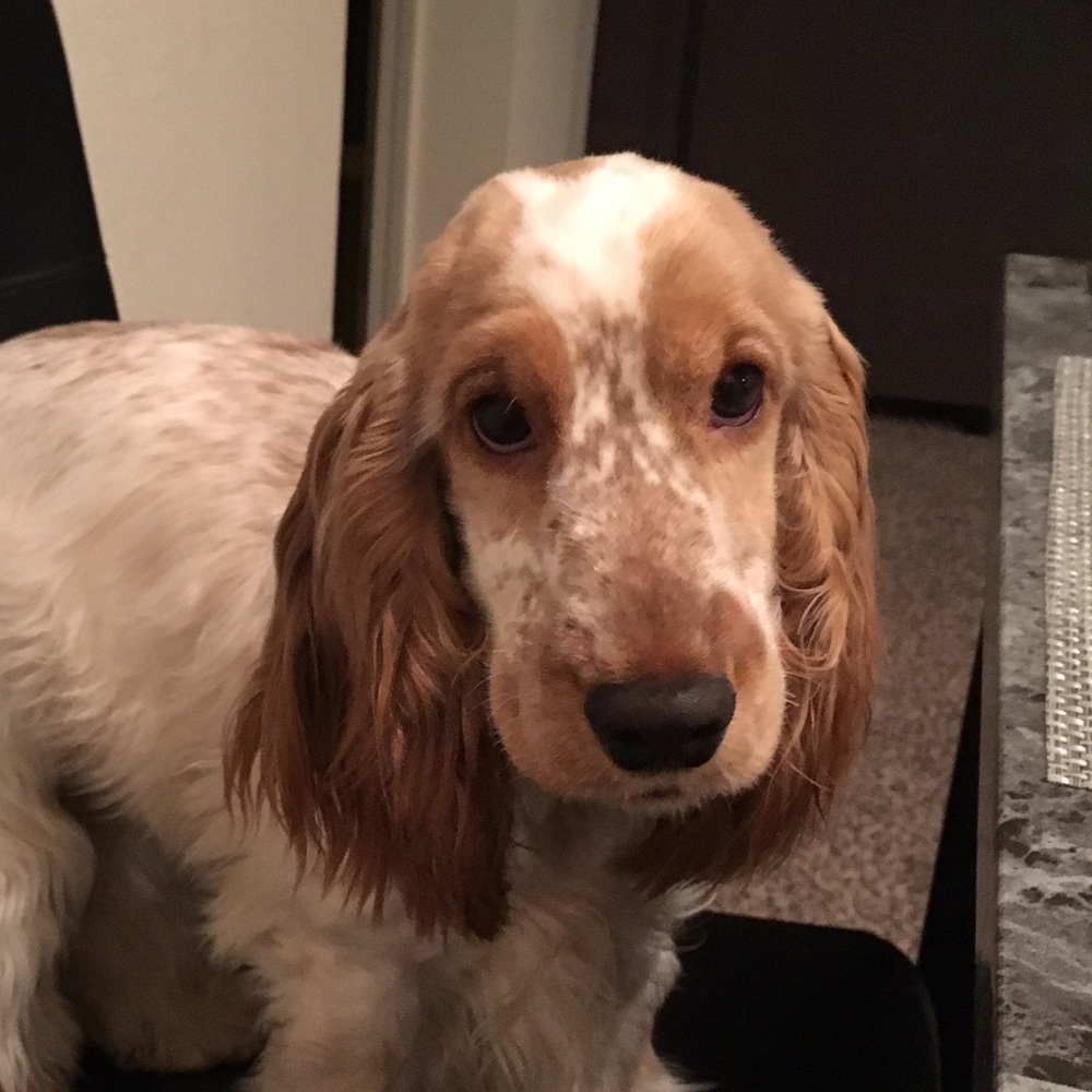 Meet your Posher, Dianelis