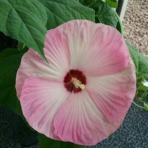 Meet your Posher, Jefferline