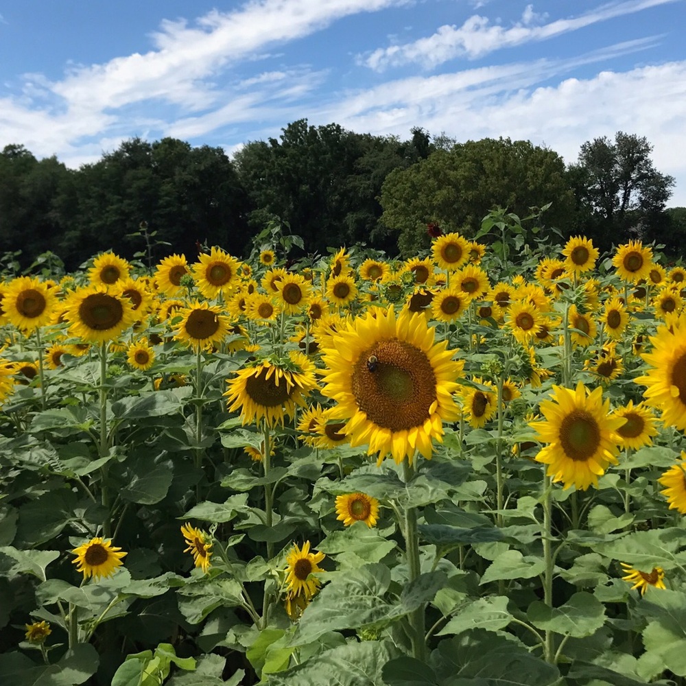 Meet your Posher, Lindsey