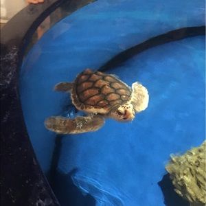 Meet your Posher, Jamie