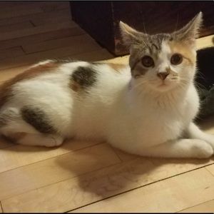 Meet your Posher, Bailey