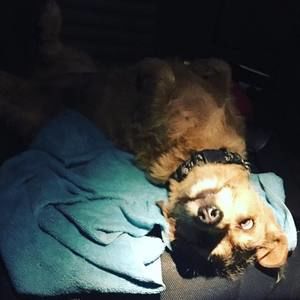 Meet your Posher, Tara