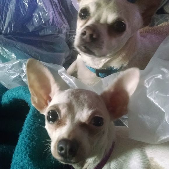 Meet your Posher, Shelly - Picture 1 of 1