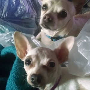 Meet your Posher, Shelly