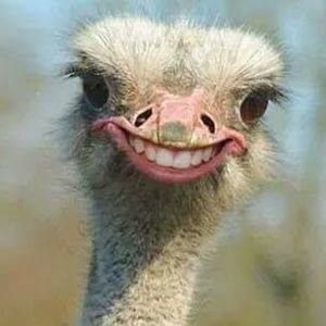 Meet your Posher, Robert