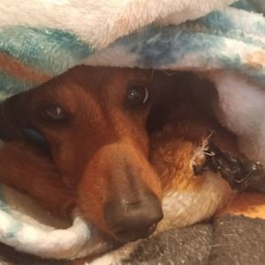 Meet your Posher, Donna