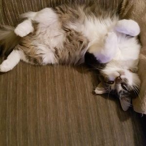 Meet your Posher, Susanna