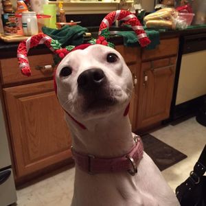 Meet your Posher, Irene