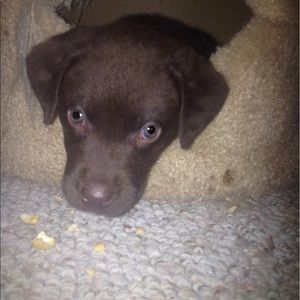 Meet your Posher, Maggie
