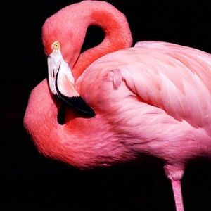 Meet your Posher, Riley