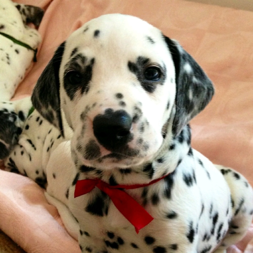 Meet your Posher, Crystal