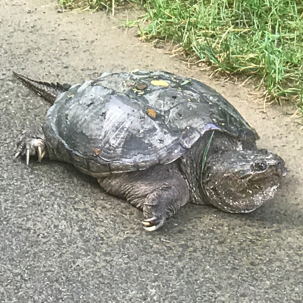 Meet your Posher, Linda