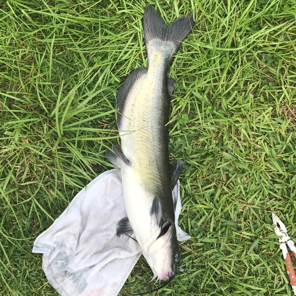 Meet your Posher, Pedro