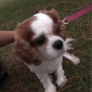 Meet your Posher, Morgan