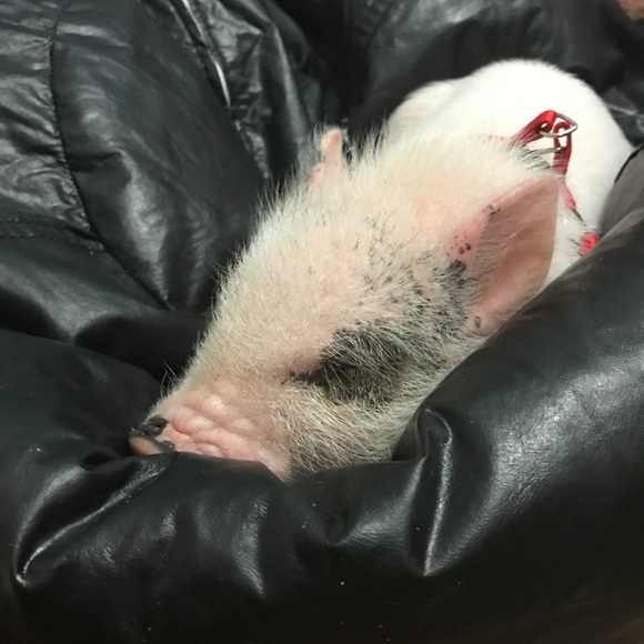 Help me raise money for expenses 4 this little guy - Picture 2 of 8