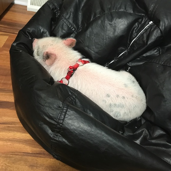 Help me raise money for expenses 4 this little guy - Picture 3 of 8