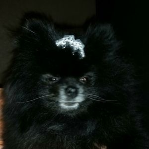 Meet your Posher, Angel