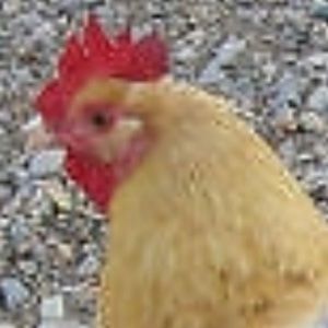 Meet your Posher, Natalie