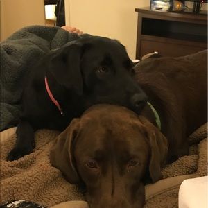 Meet your Posher, Roxie