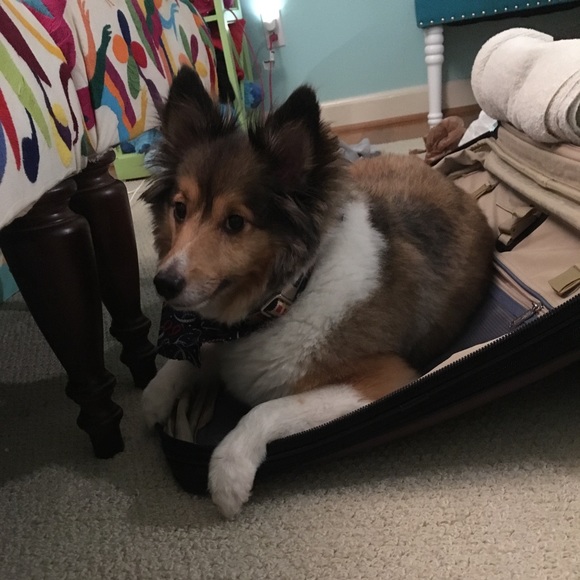 Meet your Posher, Isabel - Picture 2 of 6