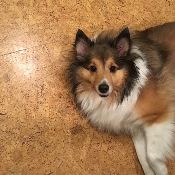 Meet your Posher, Isabel - Picture 3 of 6