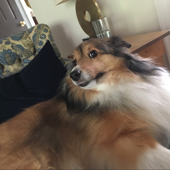 Meet your Posher, Isabel - Picture 4 of 6