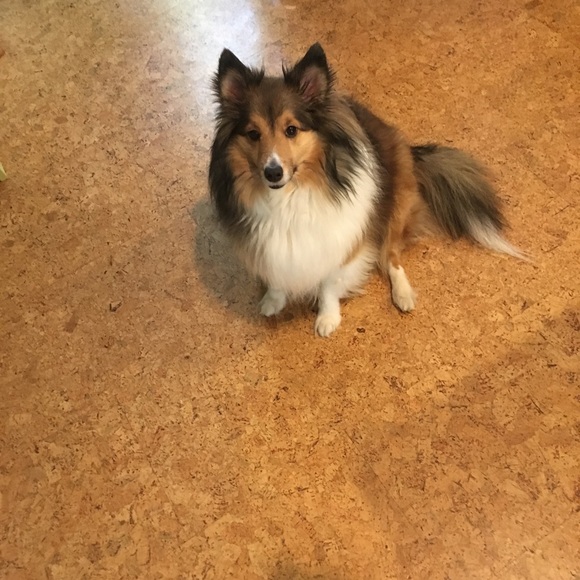 Meet your Posher, Isabel - Picture 5 of 6