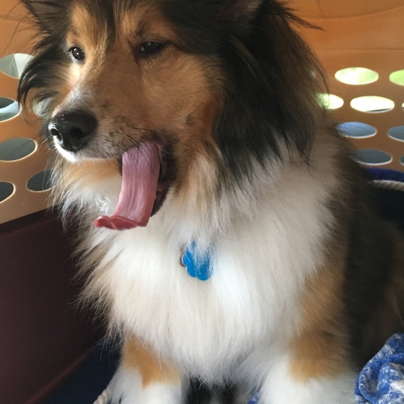 Meet your Posher, Isabel - Picture 6 of 6