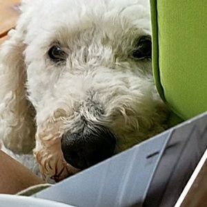 Meet your Posher, Tracy