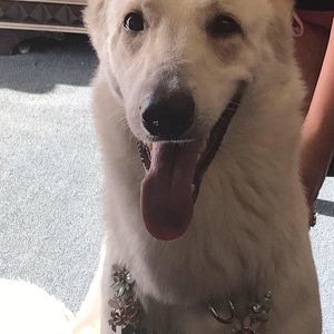 Meet your Posher, Kara