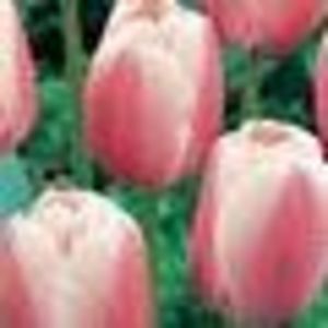 Meet your Posher, Judy