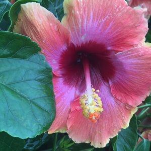 Meet your Posher, Ana