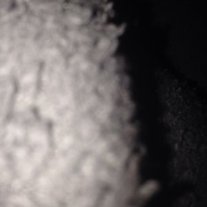 Meet your Posher, Annie