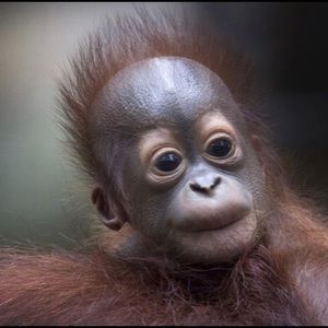 Meet your Posher, Brock