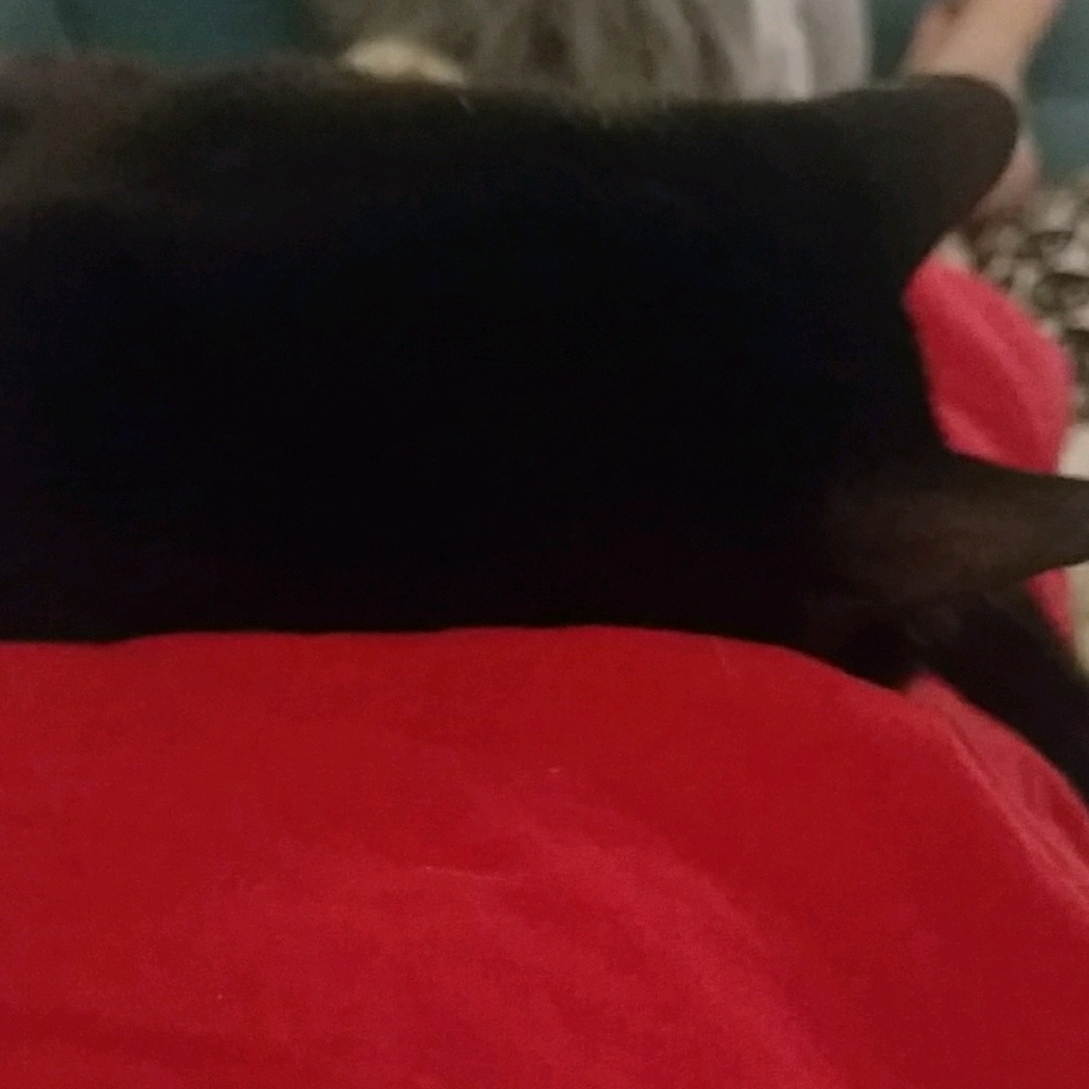 Meet your Posher, Missy