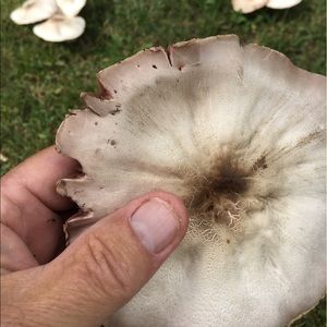 Meet your Posher, Mike