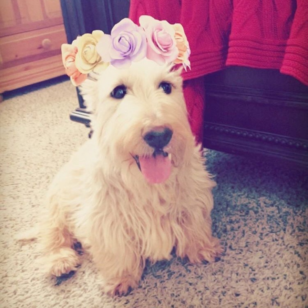 Meet your Posher, Zack