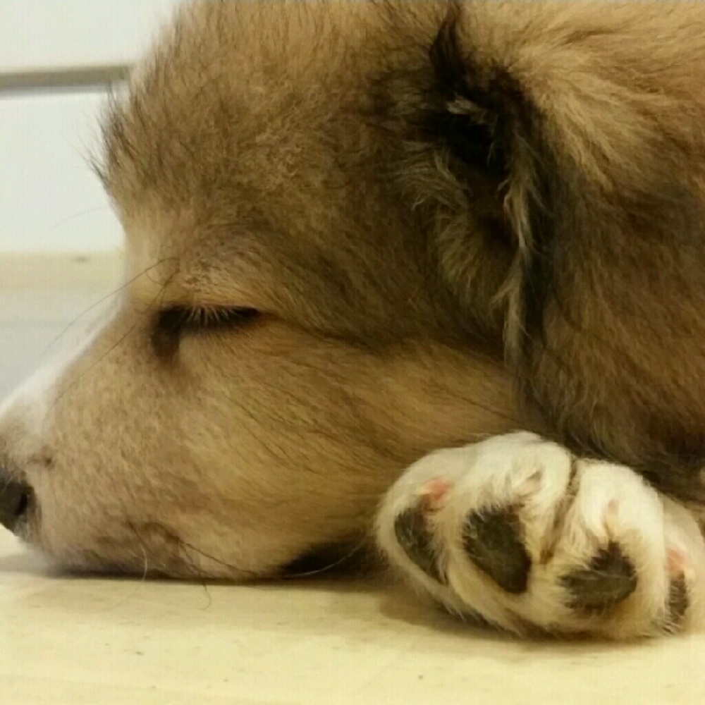 Meet your Posher, Ayla