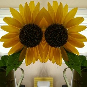 Meet your Posher, Maryann