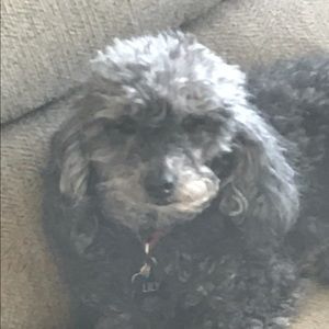 Meet your Posher, Judi