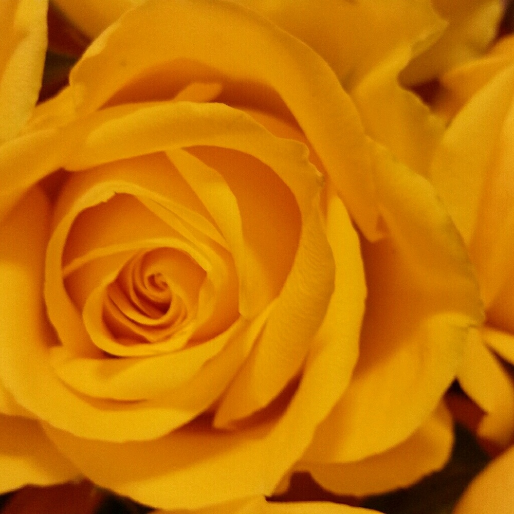 Meet your Posher, Crystal