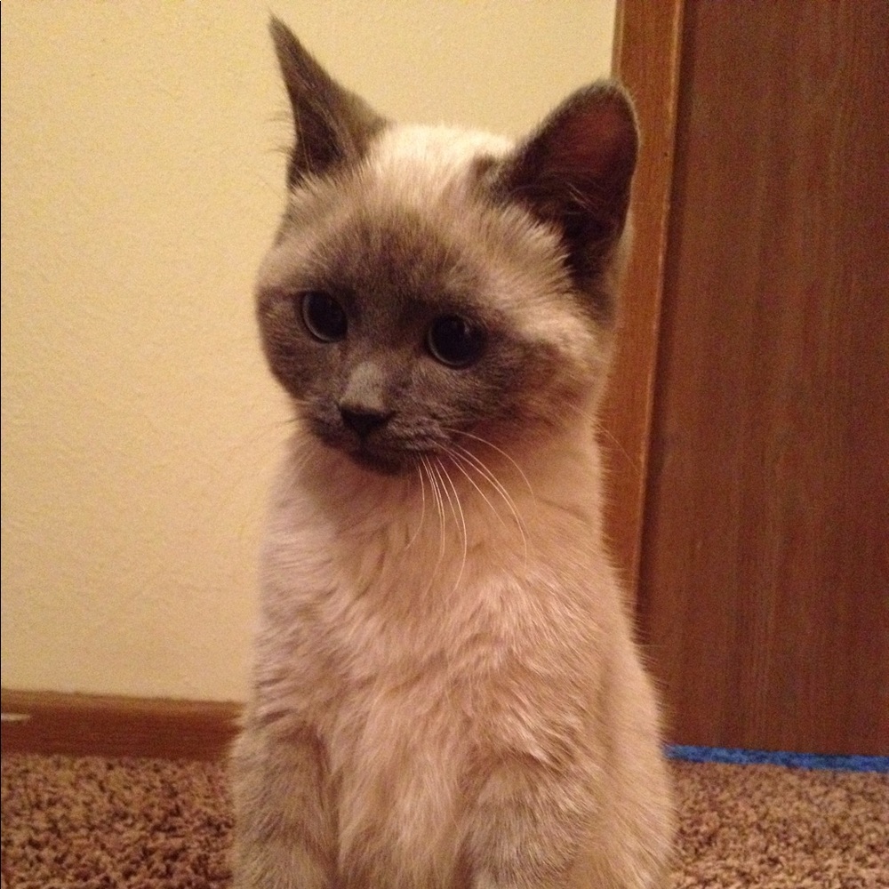 Meet your Posher, Crystal