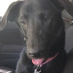 Meet your Posher, Heidi