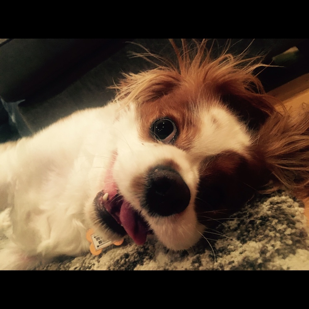 Meet your Posher, Alli