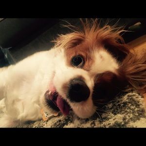 Meet your Posher, Alli