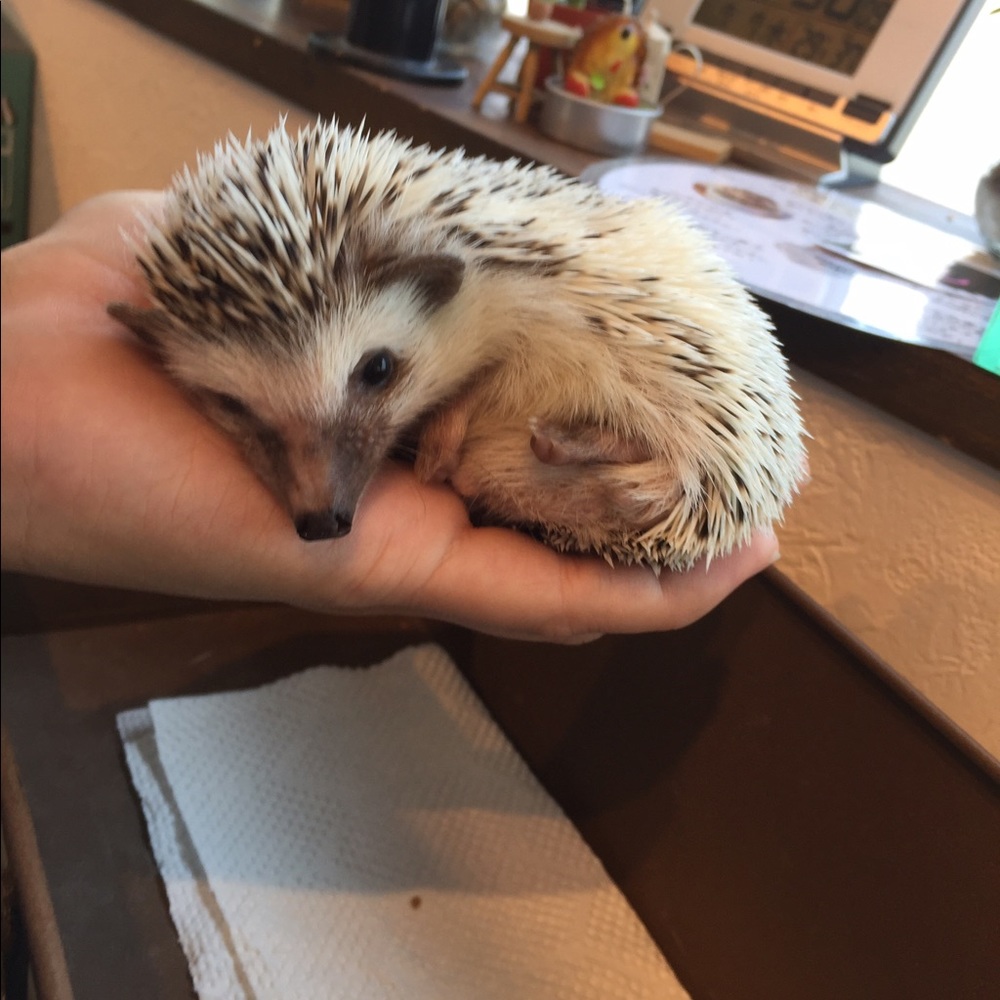 Meet your Posher, Lisa