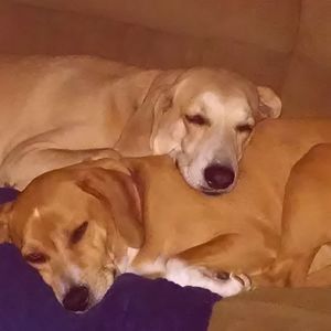 Meet your Posher, Susan