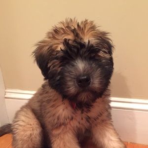 Meet your Posher, Bridget