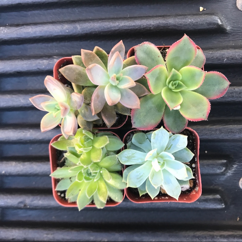 Random Succulent assortment of 4!