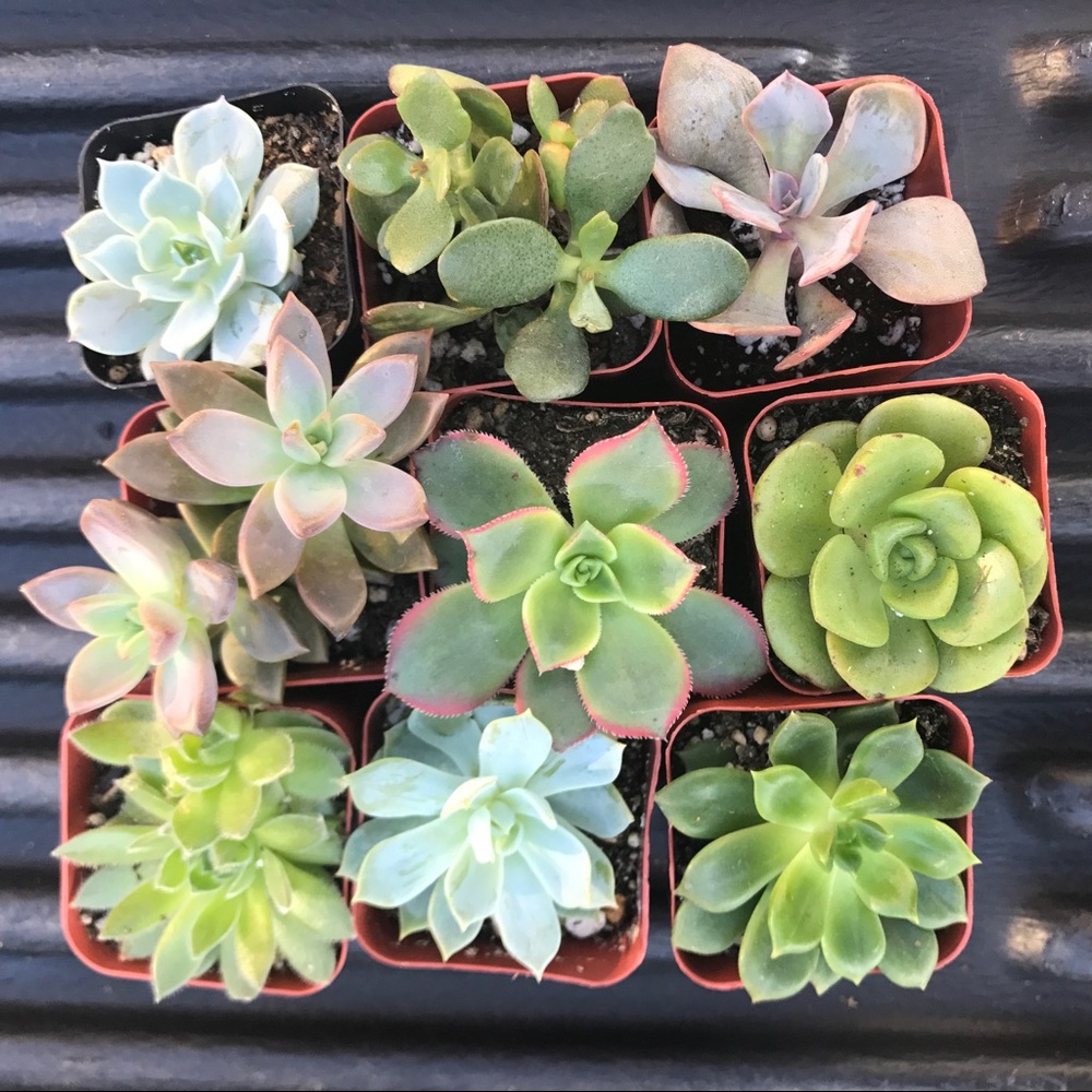 12 succulent assortment